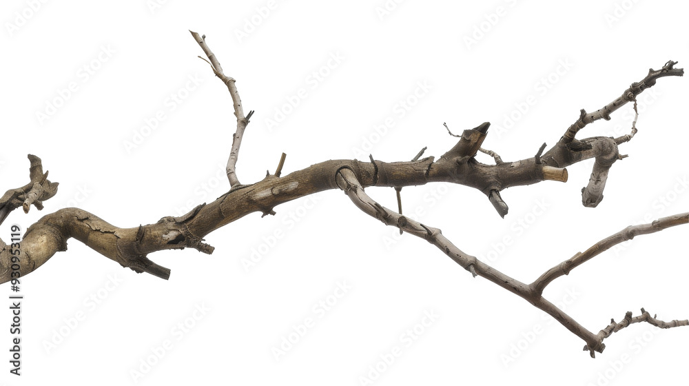A dry branch with multiple twigs and a textured surface. A dry branch with multiple twigs and a textured surface.