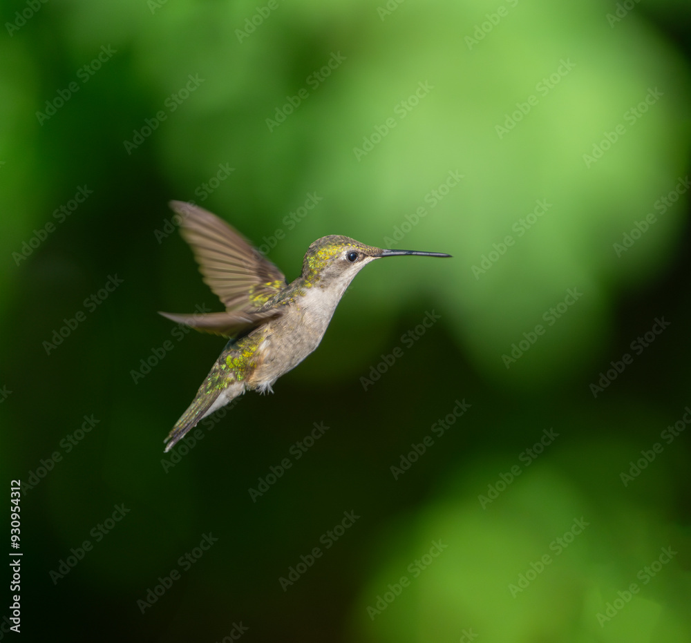 close up on flying ruby throated hummingbird close up on flying ruby throated hummingbird