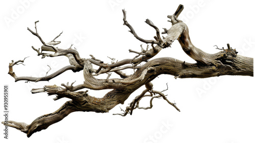 A twisted, gnarled branch showcasing natural textures and forms.