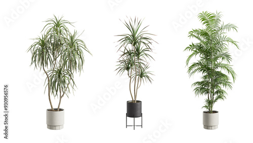Tall Potted Plants on Transparent Background