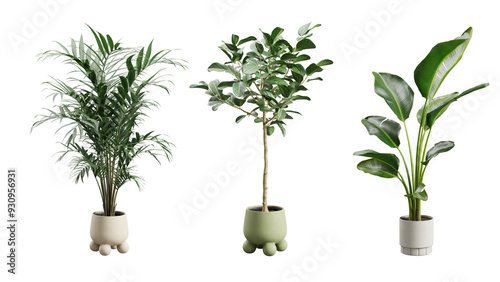 Tall Potted Plants on Transparent Background photo