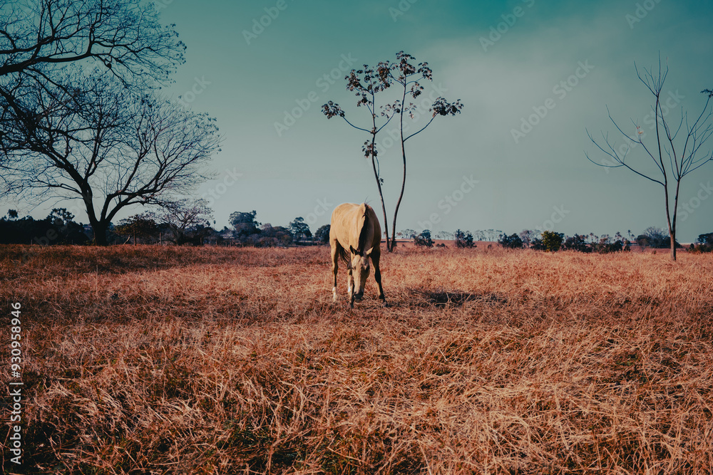 Naklejka premium horse