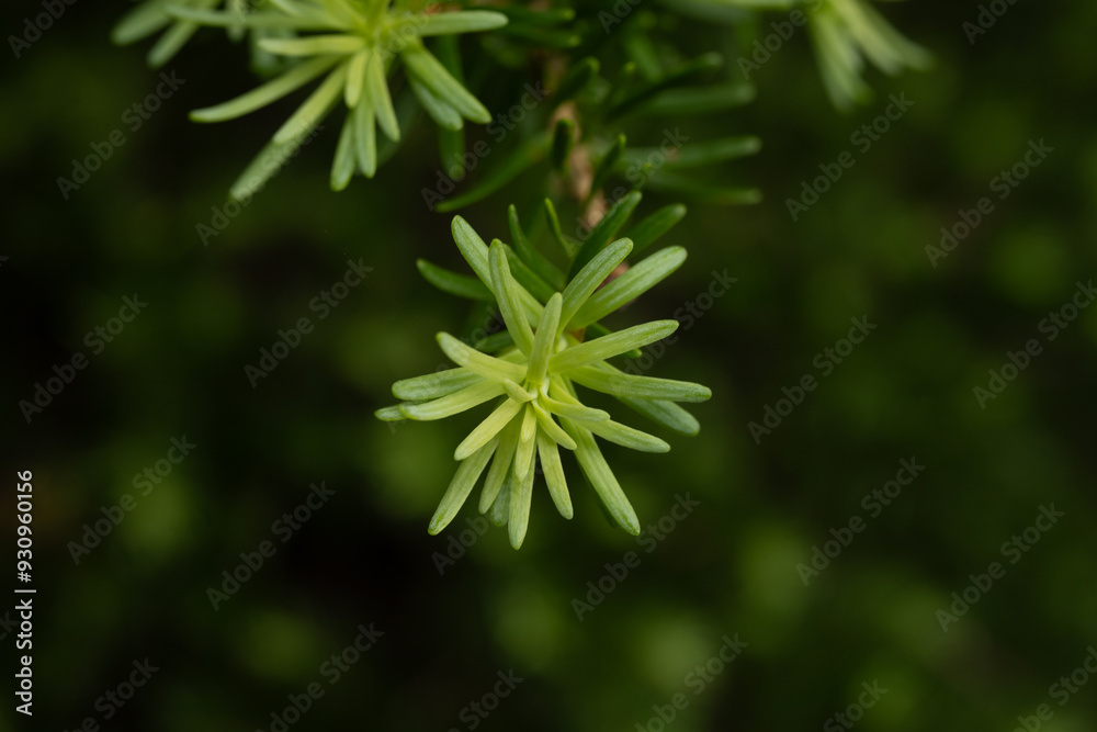 Multiple Shades Of Green Transistion Across A Pine Branch Multiple Shades Of Green Transistion Across A Pine Branch