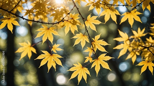 Close-up Yellow Momiji Branch with Bokeh Background