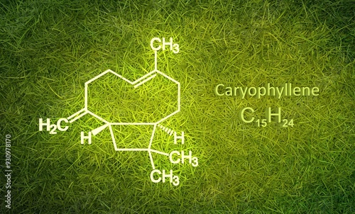 Caryophyllene molecule. It is natural bicyclic sesquiterpene that is a constituent of many essential oils. Structural chemical formula. Green grass background. 3D render photo