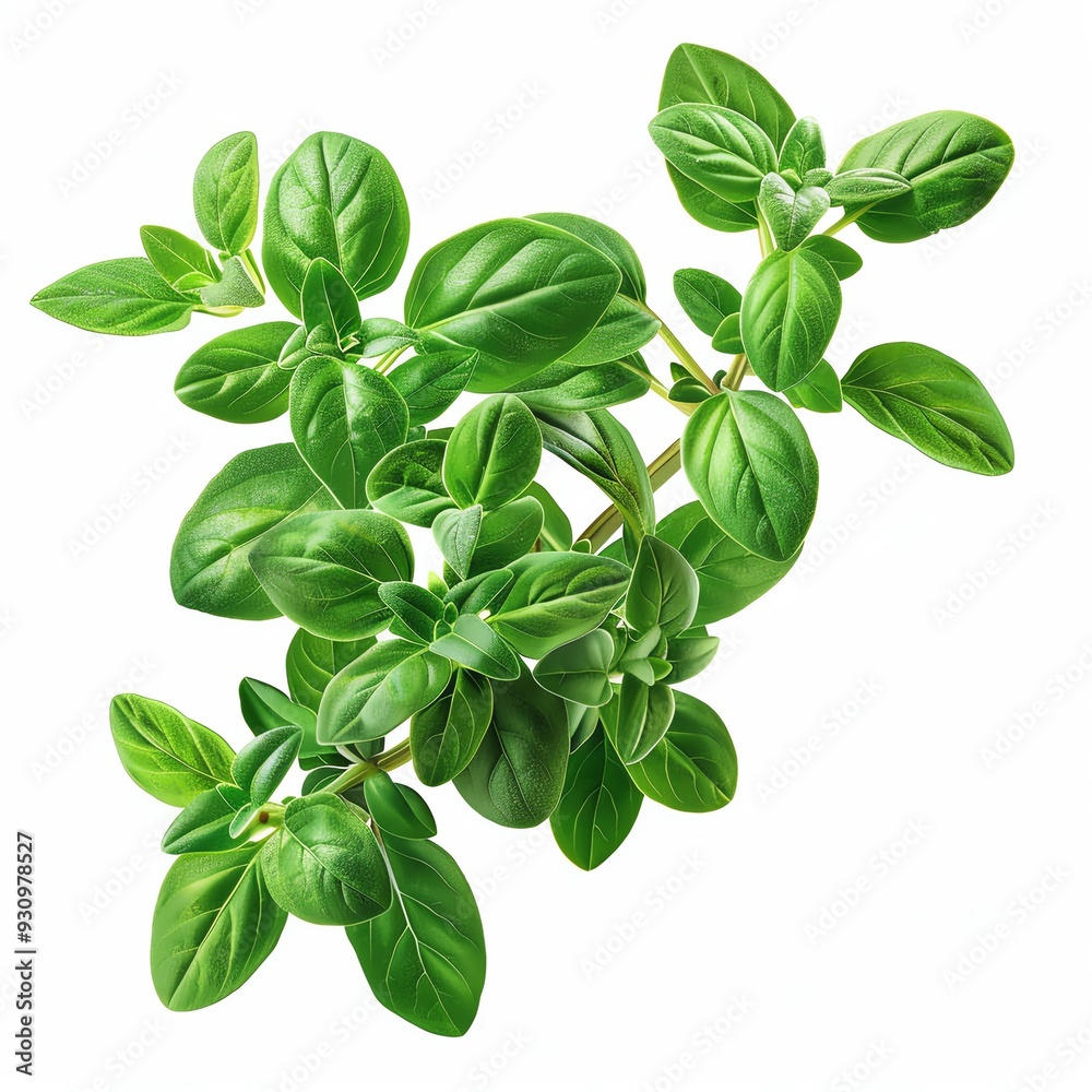 A sprig of marjoram, herb element, photorealistic, green, isolated on white background A sprig of marjoram, herb element, photorealistic, green, isolated on white background