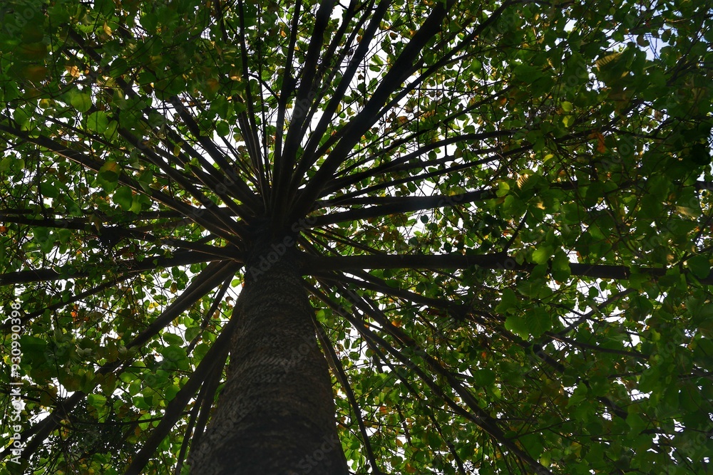 Fototapeta premium Looking up a tall tree trunk, its dense green canopy and radially spreading branches form an abstract pattern against the sky