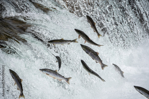 fish jumping over the waterfall photo