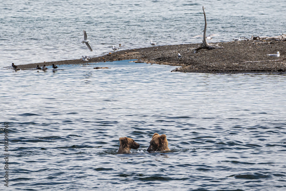 Fototapeta premium brown bears in the water