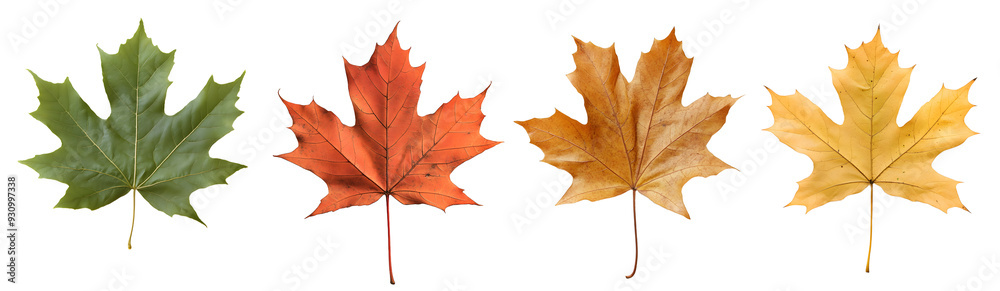 maple leaf, autumn leaves isolated on a transparent PNG background, white background , cut out, clipping path, Generative Ai maple leaf, autumn leaves isolated on a transparent PNG background, white background , cut out, clipping path, Generative Ai