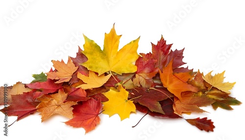 Colorful Autumn Leaves on White Background