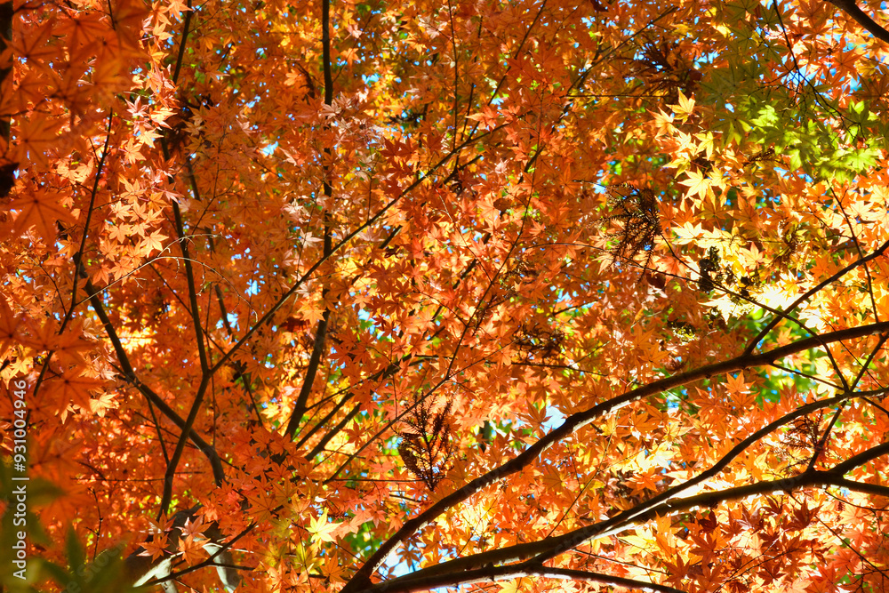 大町公園　もみじ山の赤いもみじと美しい紅葉（大町自然観察園）　背景素材　コピースペースあり　（千葉県市川市）