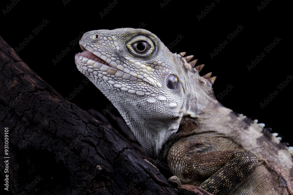 Close-up of a hypsilurus magnus forest dragon lizard, sitting on a branch in the dark Close-up of a hypsilurus magnus forest dragon lizard, sitting on a branch in the dark