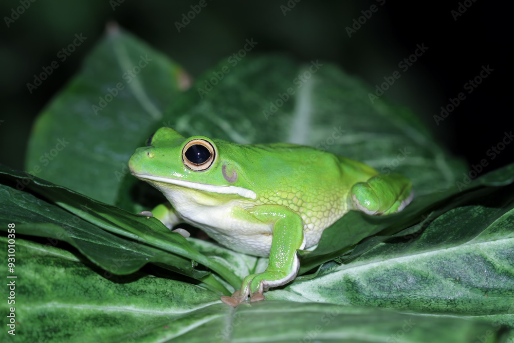 White lipped tree frog on a leaves White lipped tree frog on a leaves