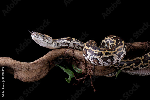 Python molurus bivittatus isolated on black photo