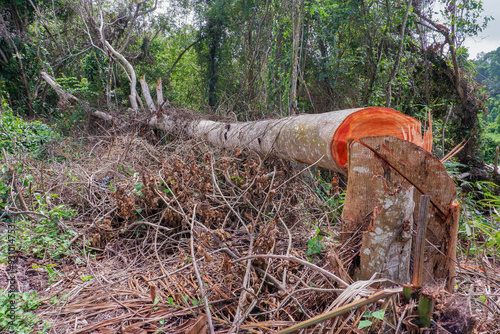 cut down big trees in the forest. the concept of illegal logging crimes that damage the climate photo