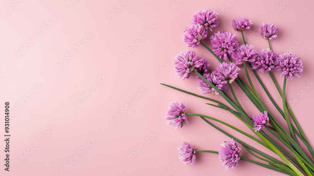 bouquet of Chives Blossom flowers on soft pink background bouquet of Chives Blossom flowers on soft pink background