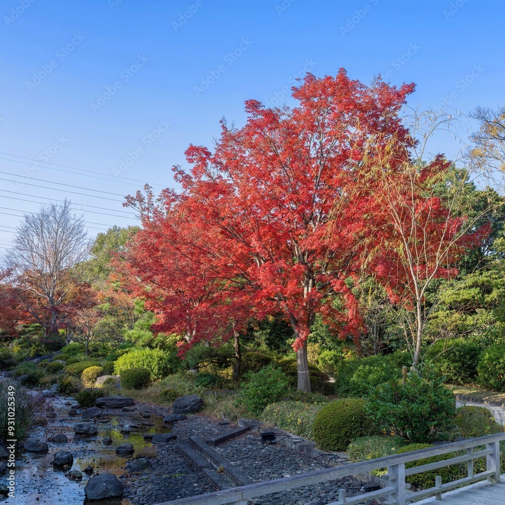 Naklejka premium 青空バックに見るモミジの紅葉と渓流のコラボ情景