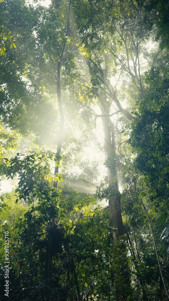 Tropical trees and plant life in the rainforest jungles of Costa Rica