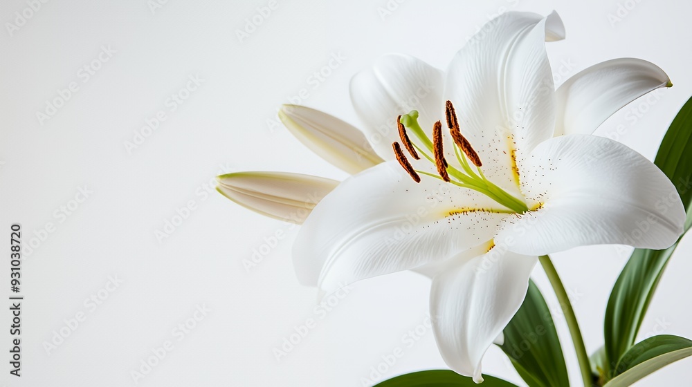 Obraz premium A single white lily flower with green leaves and an orange stigma on a white background.