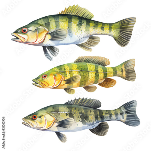 watercolor painting of Peacock bass four collection