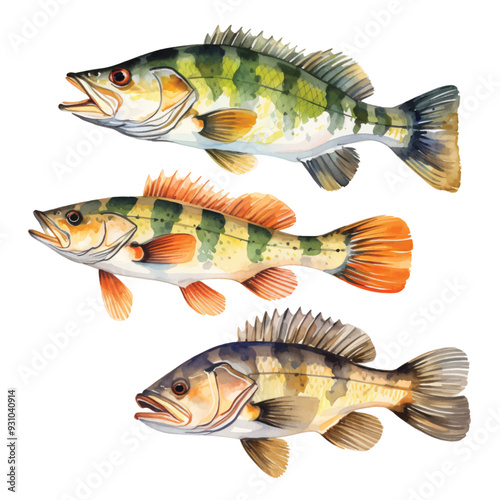 watercolor painting of Peacock bass four collection