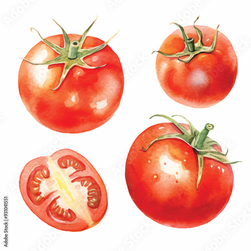 watercolor painting of tomato four collection isolated
