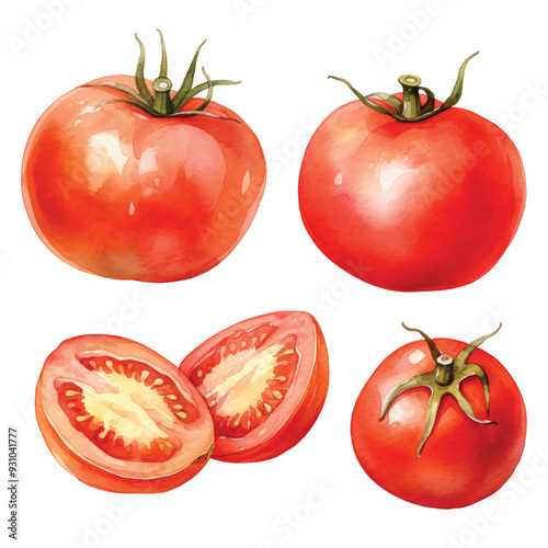 watercolor painting of tomato four collection isolated