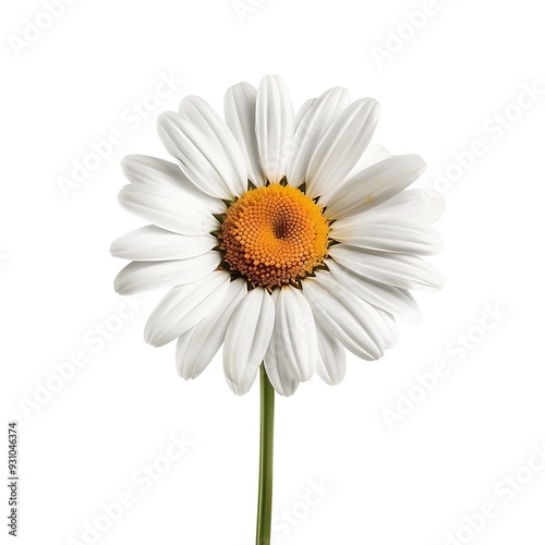 Yellow Shasta Daisy Isolated on White Background. Beautiful Lilac Flower