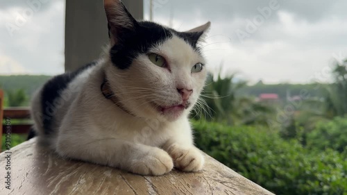 A black and white cat is looking at the dog lying on the wooden floor by the balcony of the house.