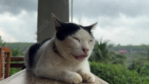 A black and white cat is sleeping on the wooden floor by the balcony while it is raining.