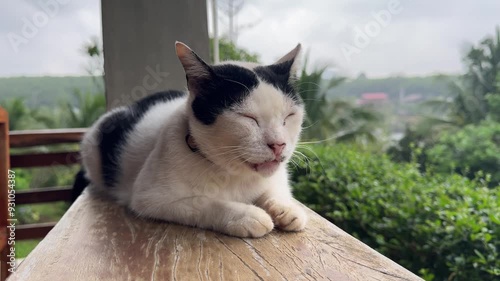 The cat is sleeping with its front legs curled up on the wooden floor on the balcony of the house.