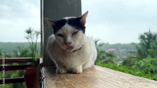 A cute black and white striped cat is crouching on a white wooden floor.