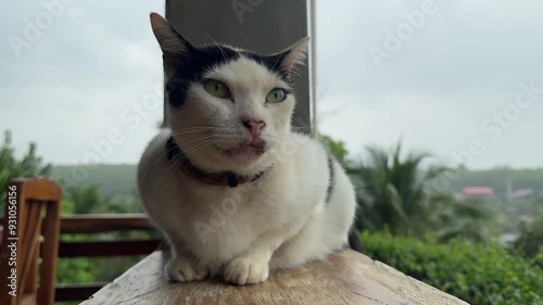 A yellow-eyed cat is sleeping with its front legs bent towards its body on a house balcony in the rainy season.