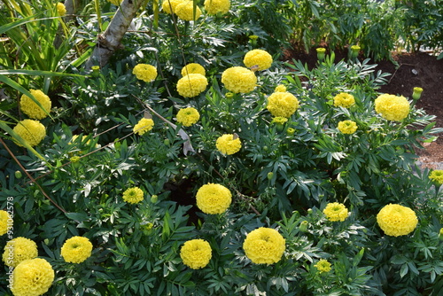 A bunch of yellow flower at the park, Malaysia
