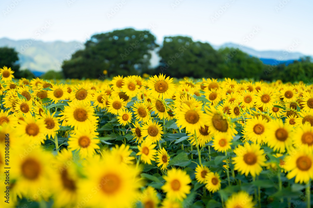 Obraz premium 大輪のひまわり 夏イメージ 