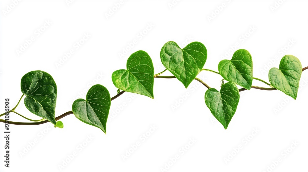 Green Vine with Heart-Shaped Leaves Against a White Background