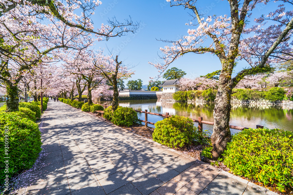 春の小田原城址公園、お堀端通りの桜並木【神奈川県・小田原市】
Scenery of Odawara Castle Park in spring. - Kanagawa, Japan 春の小田原城址公園、お堀端通りの桜並木【神奈川県・小田原市】
Scenery of Odawara Castle Park in spring. - Kanagawa, Japan