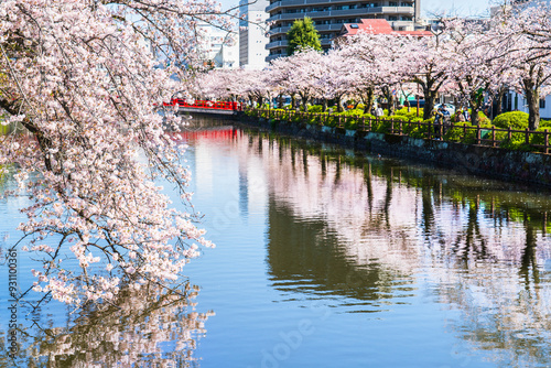 春の小田原城址公園、お堀端通りの桜並木【神奈川県・小田原市】 Scenery of Odawara Castle Park in spring. - Kanagawa, Japan