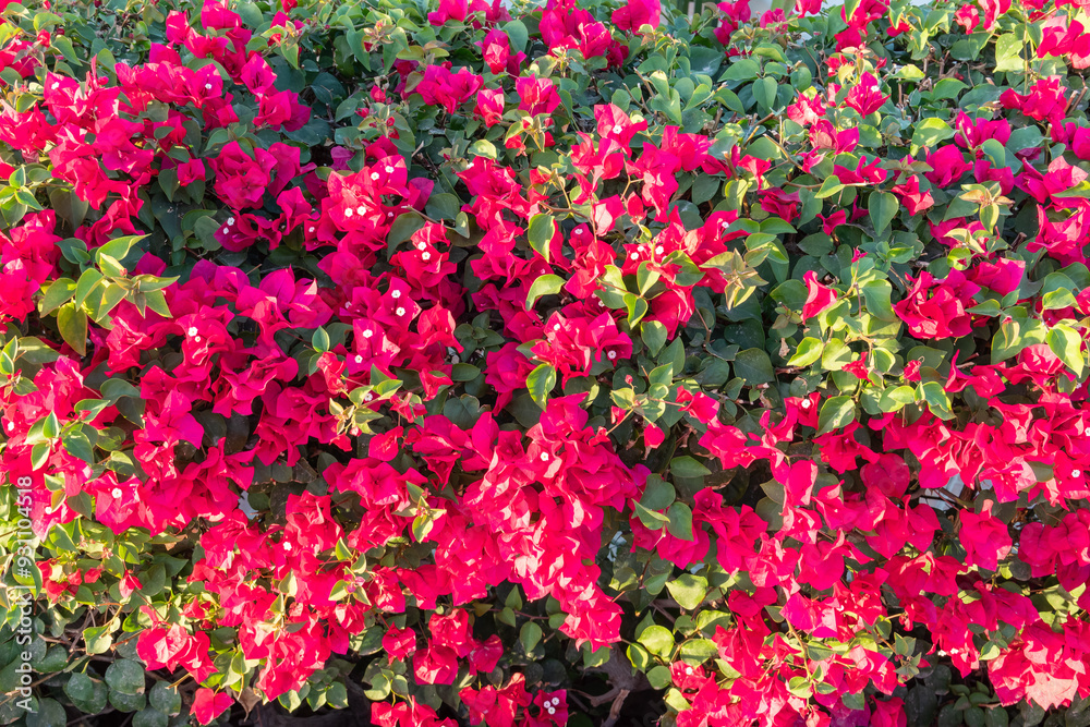 Fototapeta premium Bougainvillea, Paper flower Bougainvillea hybrida soft focus with blurry background