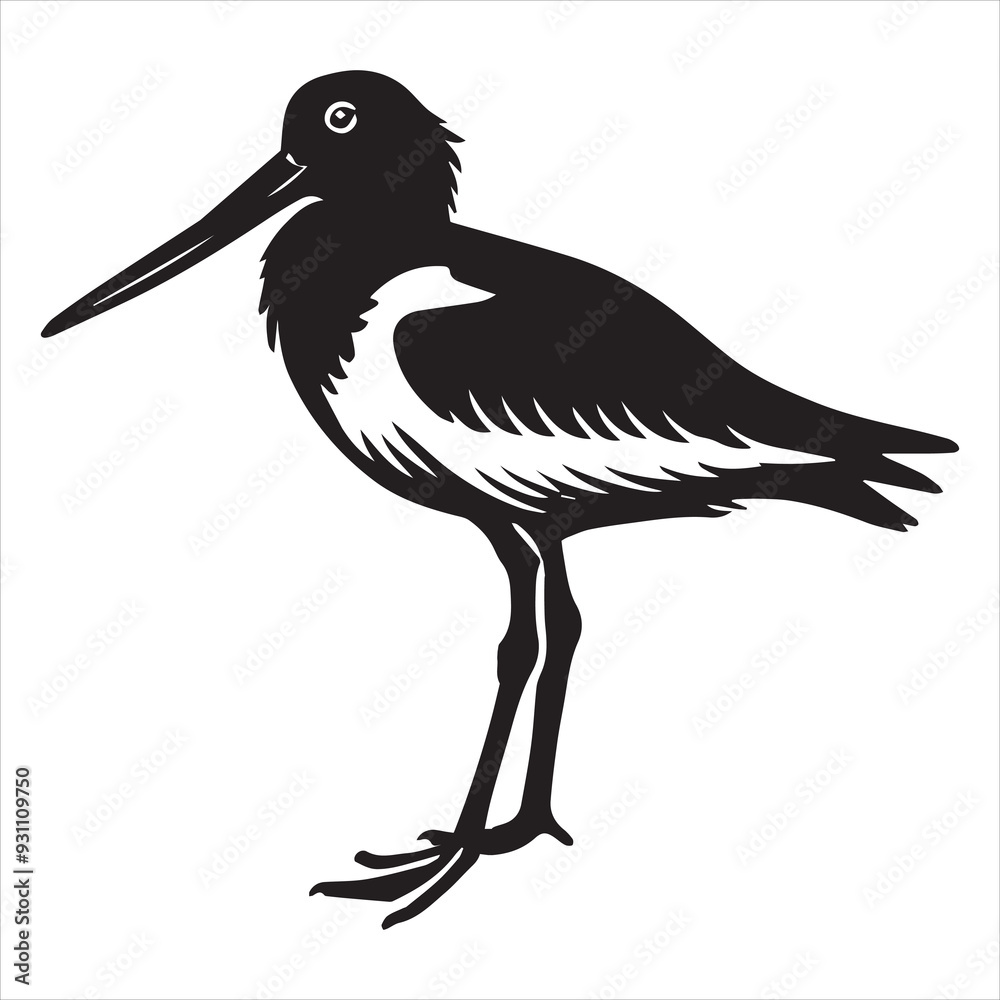 Fototapeta premium American Oystercatcher Silhouette, Pied Oystercatcher Bird Clipart, American oystercatcher standing illustration in black and white 