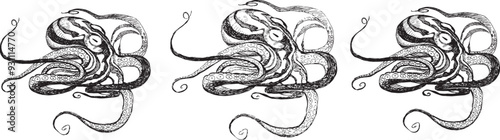 Black and white line drawing octopus. Detailed graphics drawing pattern design element underwater animal. Clip art asian seafood restaurant menu character childrens coloring book dotwork tattoo sketch