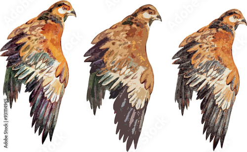 Set drawing hawk back view wild animal line clip art detailed ornamental feather wings. Ink Design Element coloring book page illustration Birds large claws predatory dangerous animal spread wings