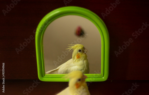 White beautiful Cockatiel bird seeing himself
in the mirror