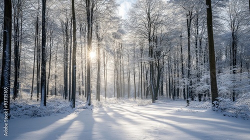 Snowy Forest Path With Sunshine