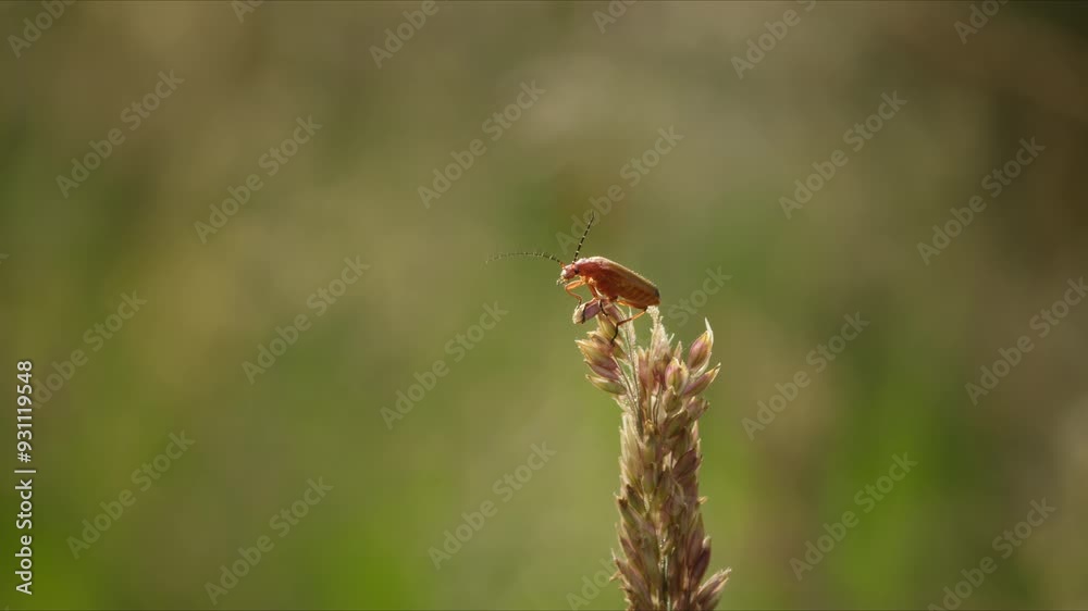 Common red soldier beetle on end of grass on sunny day in summer. Insect macro in nature. Rhagonycha fulva Common red soldier beetle on end of grass on sunny day in summer. Insect macro in nature. Rhagonycha fulva