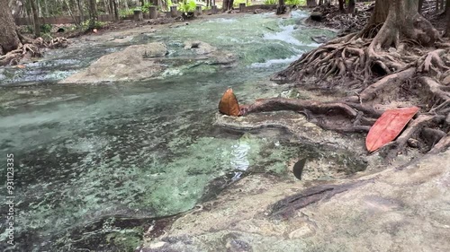 A small, clear green waterfall flows over rocks and roots in the forest.