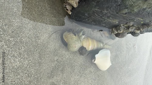 Hermit crab are in the seawater that is stuck on the sandy bottom, looking for food.