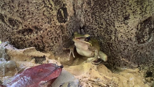 A greenback frog sits at the base of a tree.