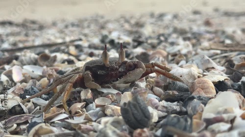 A ghost crab is raising its eyes on a sandy beach full of shells.